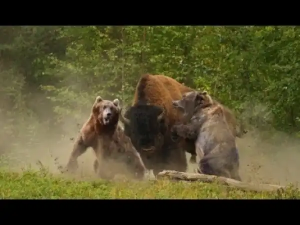 Video: Top 10 Animals Found Only In North America